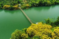 🌉 Cầu treo Đắk R’Moan – Điểm check-in “vàng” giữa lòng hồ thủy điện xanh ngọc